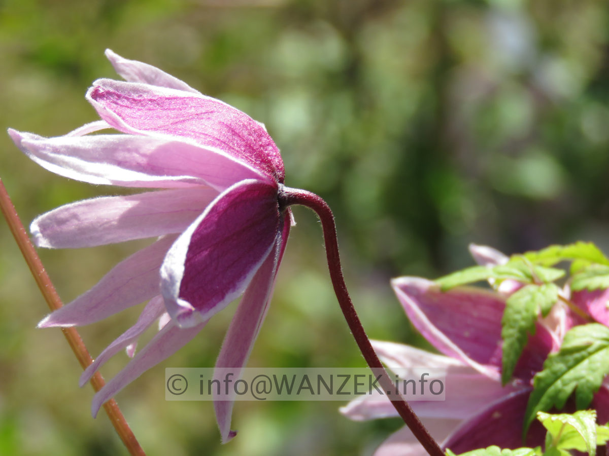 Clematis macropetala Markham's Pink - Bluetenmacro.JPG